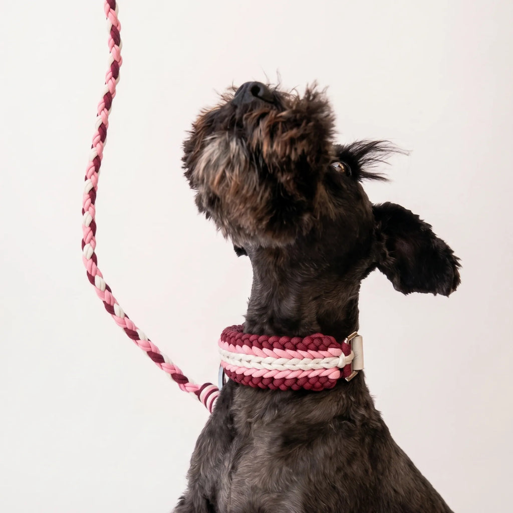 Miniature Schnauzer wearing the handmade Strata dog collar and lead in Dahlia, featuring pink, burgundy and white paracord by Jamie Dogwear.