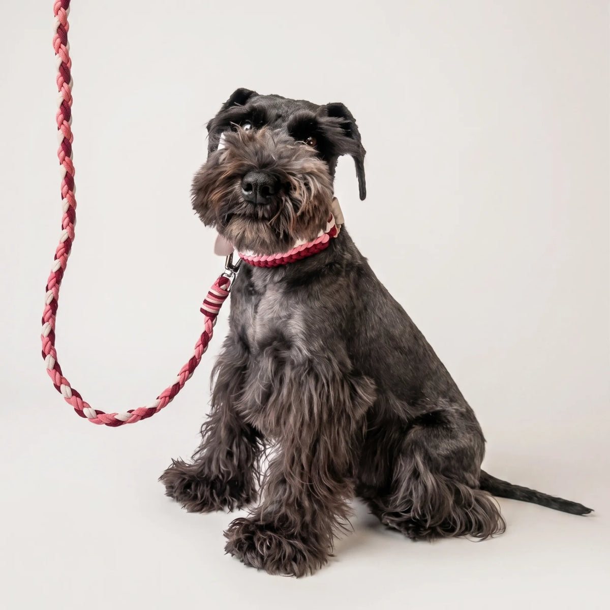 Miniature Schnauzer wearing the handmade Strata dog collar and lead in Dahlia, featuring pink, burgundy and white paracord by Jamie Dogwear.