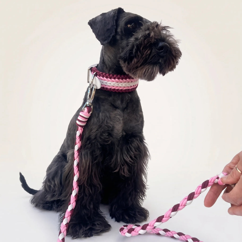 Miniature Schnauzer wearing the handmade Strata dog collar and lead in Dahlia, featuring pink, burgundy and white paracord by Jamie Dogwear.