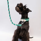 Miniature Schnauzer wearing the handmade Strata braided dog collar and lead in Fern, featuring green and white paracord by Jamie Dogwear.