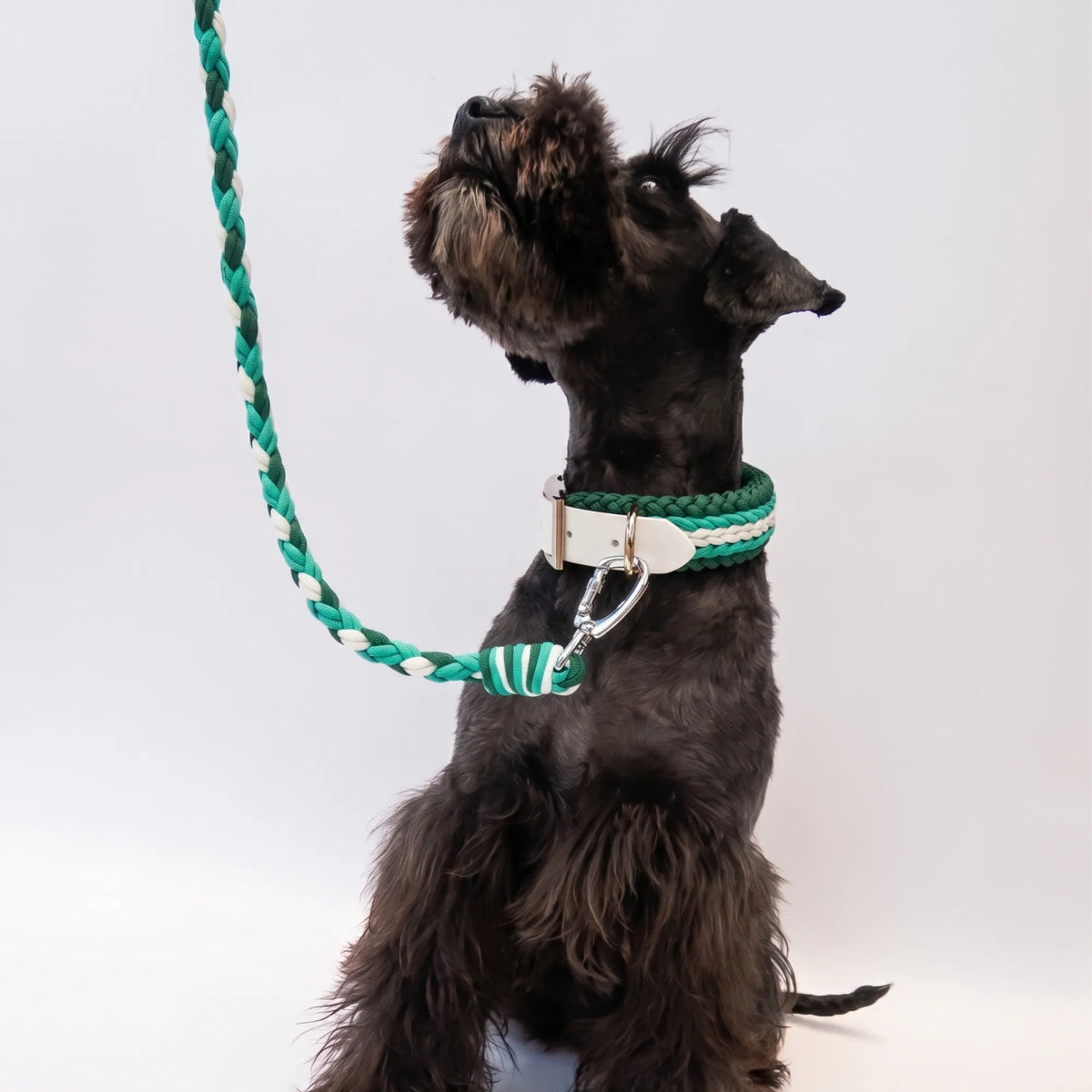 Miniature Schnauzer wearing the handmade Strata braided dog collar and lead in Fern, featuring green and white paracord by Jamie Dogwear.