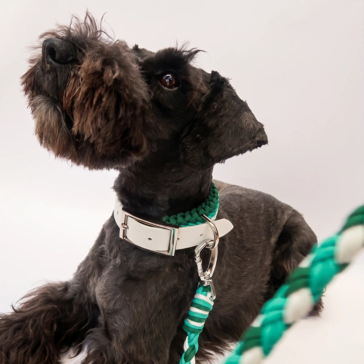 Miniature Schnauzer wearing the handmade Strata braided dog collar and lead in Fern, featuring green and white paracord by Jamie Dogwear.