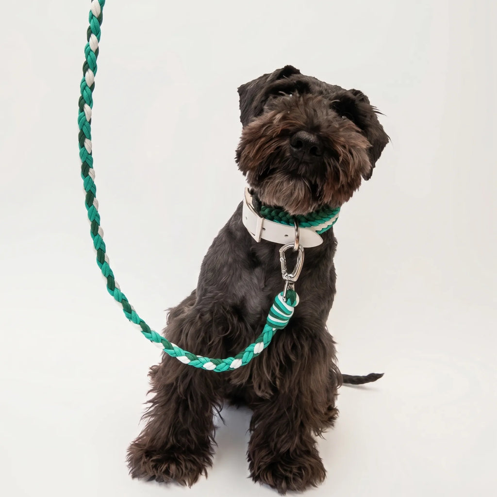 Miniature Schnauzer wearing the handmade Strata braided dog collar and lead in Fern, featuring green and white paracord by Jamie Dogwear.