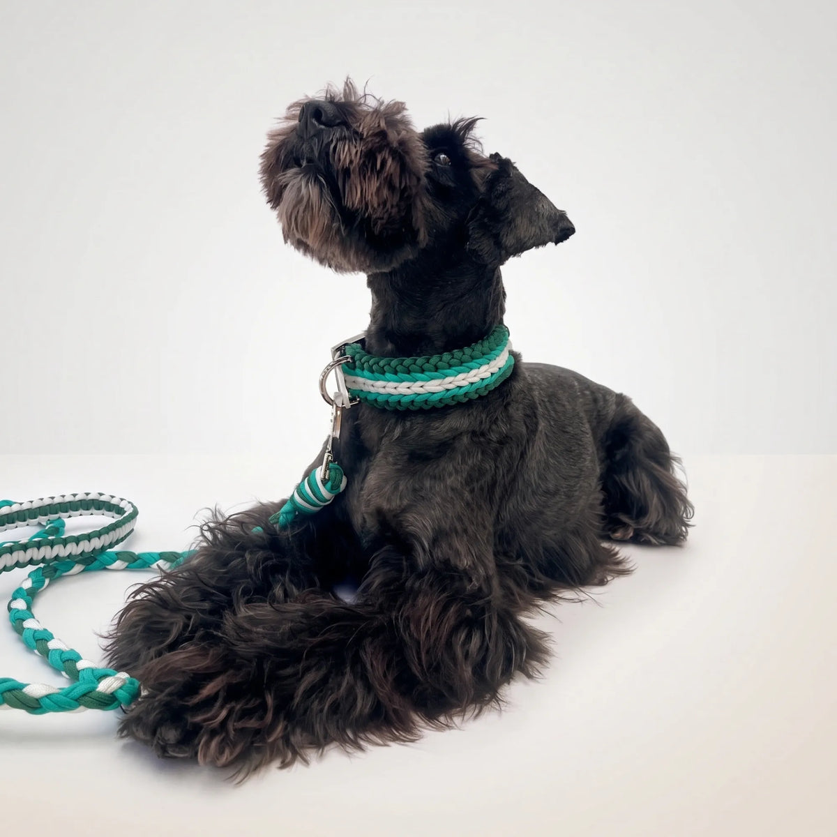 Miniature Schnauzer wearing the handmade Strata braided dog collar and lead in Fern, featuring green and white paracord by Jamie Dogwear.