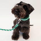 Miniature Schnauzer wearing the handmade Strata braided dog collar and lead in Fern, featuring green and white paracord by Jamie Dogwear.