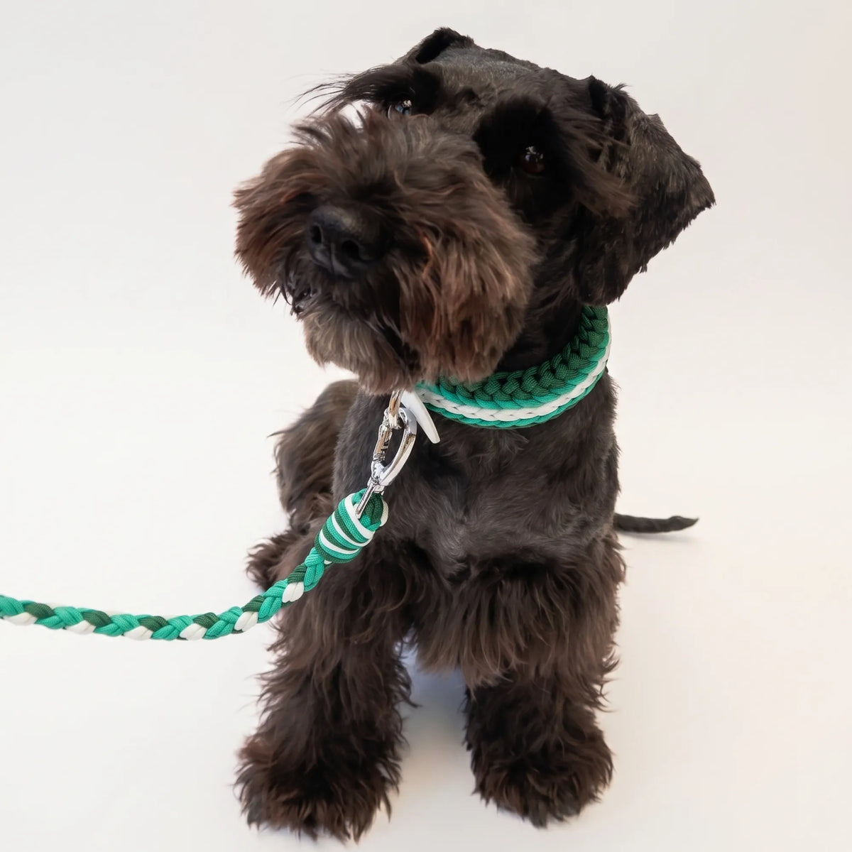 Miniature Schnauzer wearing the handmade Strata braided dog collar and lead in Fern, featuring green and white paracord by Jamie Dogwear.