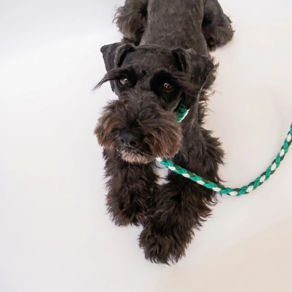 Miniature Schnauzer wearing the handmade Strata braided dog collar and lead in Fern, featuring green and white paracord by Jamie Dogwear.