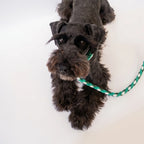 Miniature Schnauzer wearing the handmade Strata braided dog collar and lead in Fern, featuring green and white paracord by Jamie Dogwear.