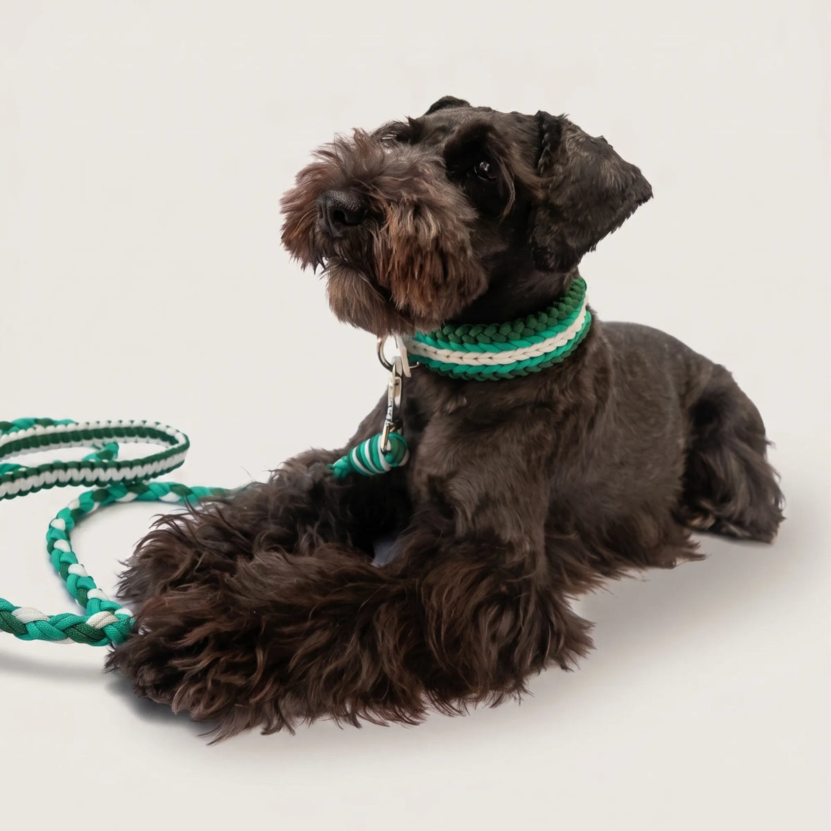 Miniature Schnauzer wearing the handmade Strata braided dog collar and lead in Fern, featuring green and white paracord by Jamie Dogwear.