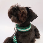 Miniature Schnauzer wearing the handmade Strata braided dog collar and lead in Fern, featuring green and white paracord by Jamie Dogwear.