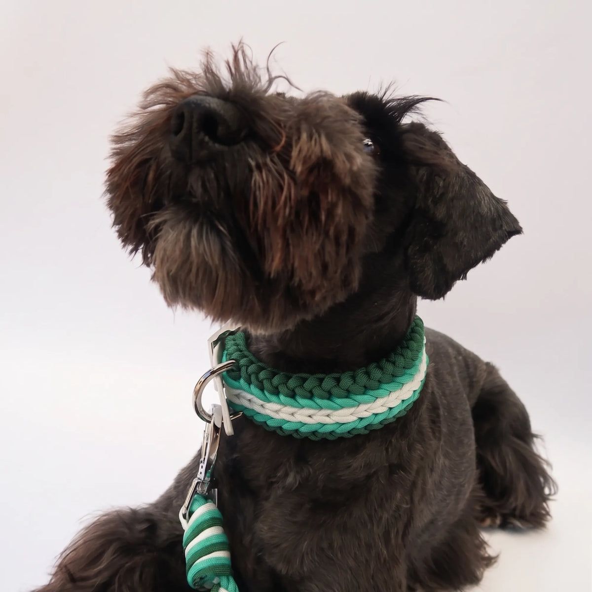 Miniature Schnauzer wearing the handmade Strata braided dog collar and lead in Fern, featuring green and white paracord by Jamie Dogwear.