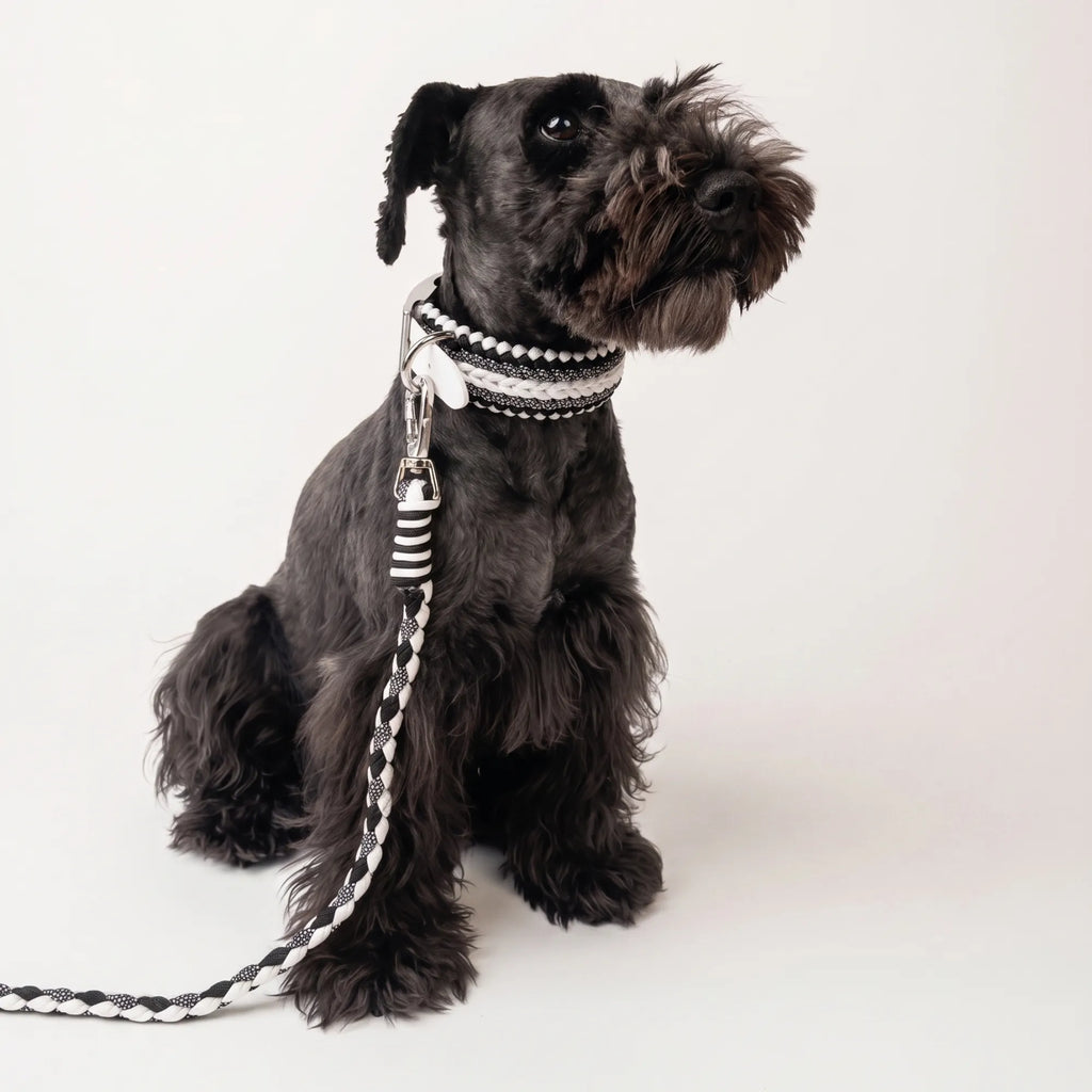 Miniature Schnauzer wearing the handmade Strata braided dog collar and lead in Onyx, featuring black and white paracord by Jamie Dogwear.