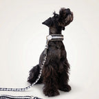 Miniature Schnauzer wearing the handmade Strata braided dog collar and lead in Onyx, featuring black and white paracord by Jamie Dogwear.