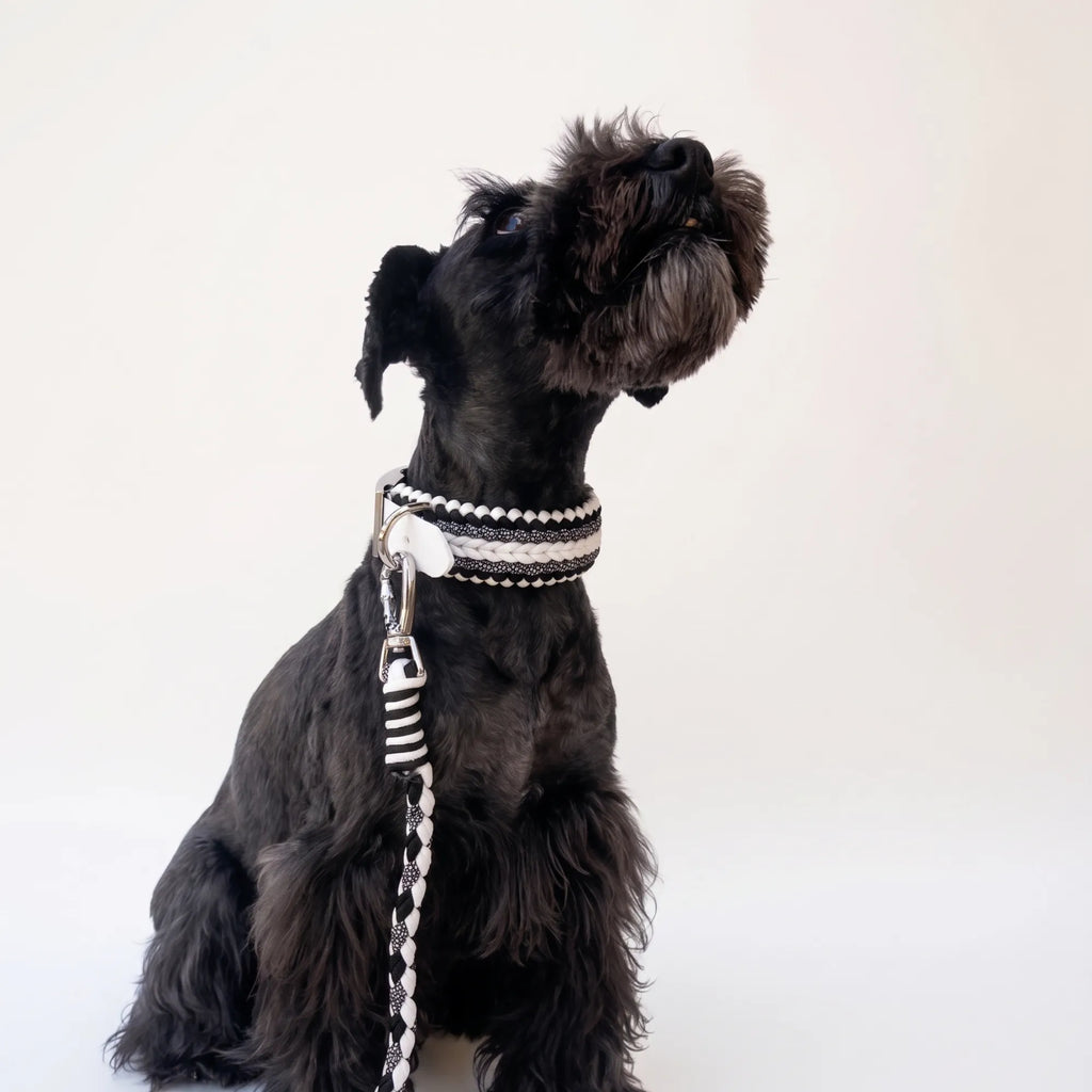 Miniature Schnauzer wearing the handmade Strata braided dog collar and lead in Onyx, featuring black and white paracord by Jamie Dogwear.