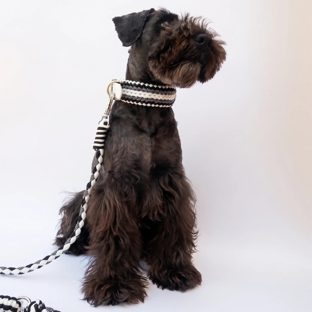 Miniature Schnauzer wearing the handmade Strata braided dog collar and lead in Onyx, featuring black and white paracord by Jamie Dogwear.