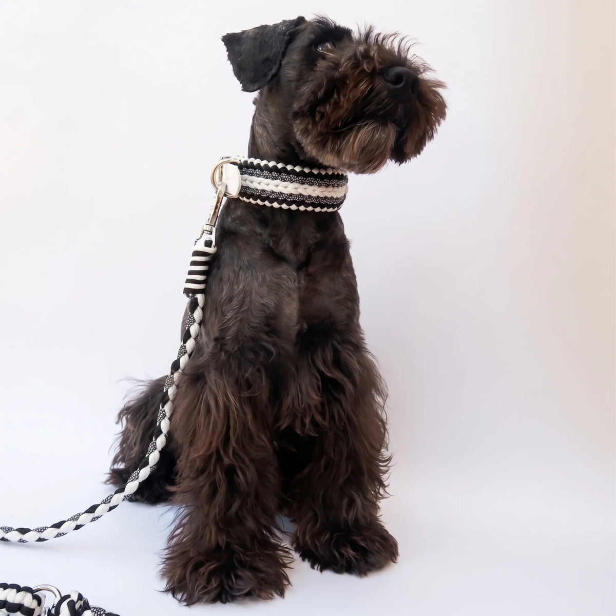 Miniature Schnauzer wearing the handmade Strata braided dog collar and lead in Onyx, featuring black and white paracord by Jamie Dogwear.