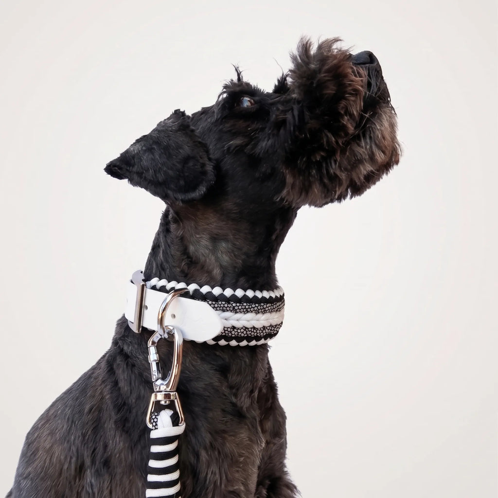 Miniature Schnauzer wearing the handmade Strata braided dog collar and lead in Onyx, featuring black and white paracord by Jamie Dogwear.