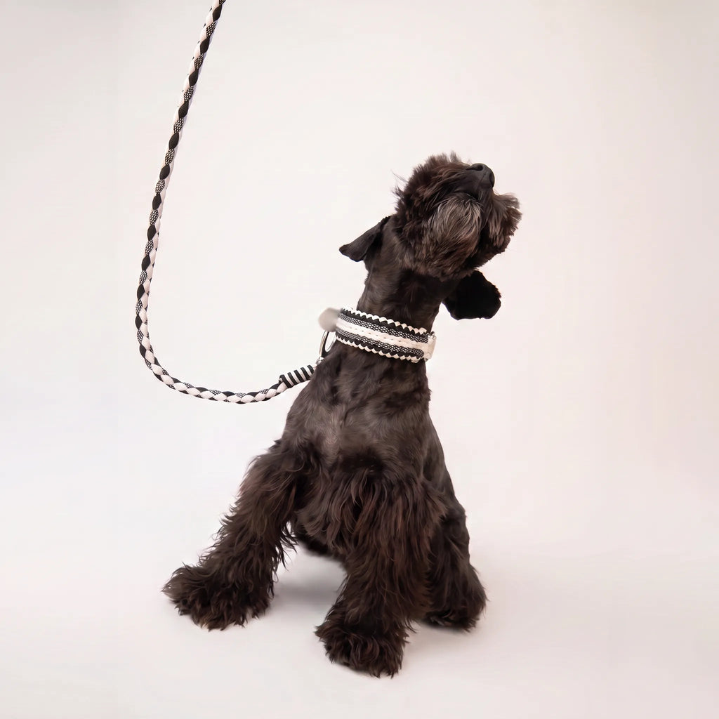Miniature Schnauzer wearing the handmade Strata braided dog collar and lead in Onyx, featuring black and white paracord by Jamie Dogwear.