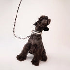 Miniature Schnauzer wearing the handmade Strata braided dog collar and lead in Onyx, featuring black and white paracord by Jamie Dogwear.