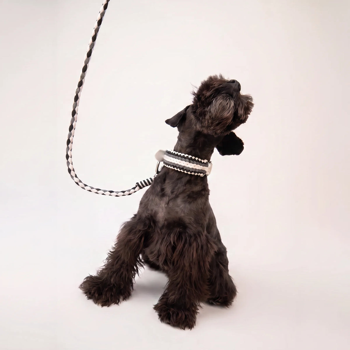 Miniature Schnauzer wearing the handmade Strata braided dog collar and lead in Onyx, featuring black and white paracord by Jamie Dogwear.