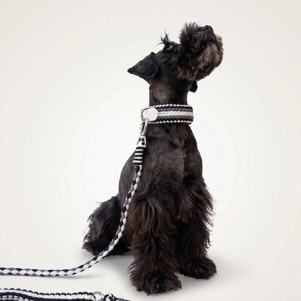Miniature Schnauzer wearing the handmade Strata braided dog collar and lead in Onyx, featuring black and white paracord by Jamie Dogwear.