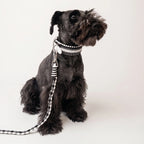Miniature Schnauzer wearing the handmade Strata braided dog collar and lead in Onyx, featuring black and white paracord by Jamie Dogwear.